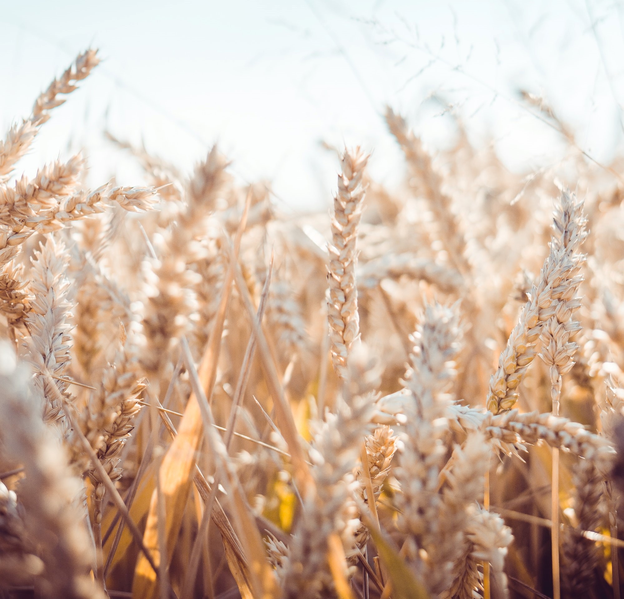 Uncertainty in Wheat Supply Pressures Emerging Markets